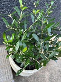 オリーブの中心の枝が切ってあるネットで小さなオリーブの苗を買ったのですが Yahoo 知恵袋