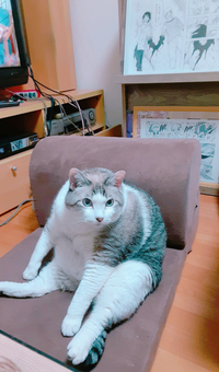 うちの猫 デブ猫ですが可愛いですか 素直に可愛いですね 猫ちゃんの体 Yahoo 知恵袋