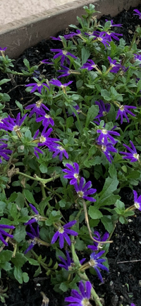 サンクエールのピンクが今こんな状態です 同じサンクエール Yahoo 知恵袋