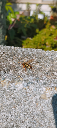 これってアシナガバチですか？ アシナガバチにしては小さい感じでしたが、違う種類の蜂ですか？