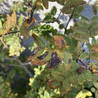 今の時期の山椒の木の様子は 一般的にはどのような状態なのでしょうか 昨 Yahoo 知恵袋