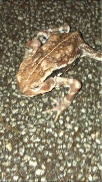 このカエルはなんという種類ですか 11月初旬 雨 東京池袋 大学校内 Yahoo 知恵袋