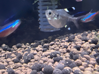 熱帯魚のプリステラについてです このプリステラはお腹が膨らむ病気なのでしょ Yahoo 知恵袋