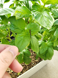ベランダのプランターのバジルに朝からずっと居るこの虫の名前がわか Yahoo 知恵袋