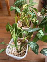 この観葉植物の名前と 元気に復活させる方法を教えてください Yahoo 知恵袋