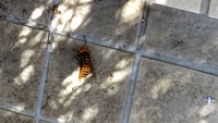 大きい蜂が玄関出たところで死んでいました。
他に飛んでる感じはないのですが、対策した方がいいでしょうか？
見たことない大きな蜂なので怖いです。 https://realestate.yahoo.co.jp/knowledge/chiebukuro/detail/13188488273/