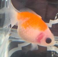 ツリガネムシ病の金魚 ツリガネムシは落ちている とオグサレ病の疑い Yahoo 知恵袋