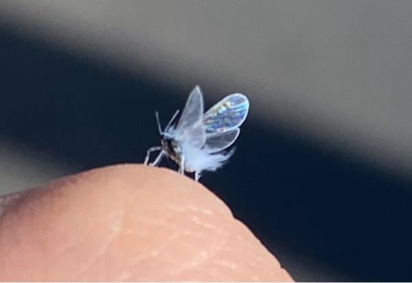 この虫の名前を教えてください 写真 リンゴワタムシなどの Yahoo 知恵袋