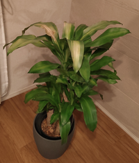 観葉植物のマッサンが枯れそうです 買ってから1ヶ月程立ちますが 上の葉が写 Yahoo 知恵袋