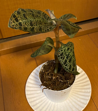 ジュエルオーキッド マコデスペトラ の育て方について質問です 今 Yahoo 知恵袋