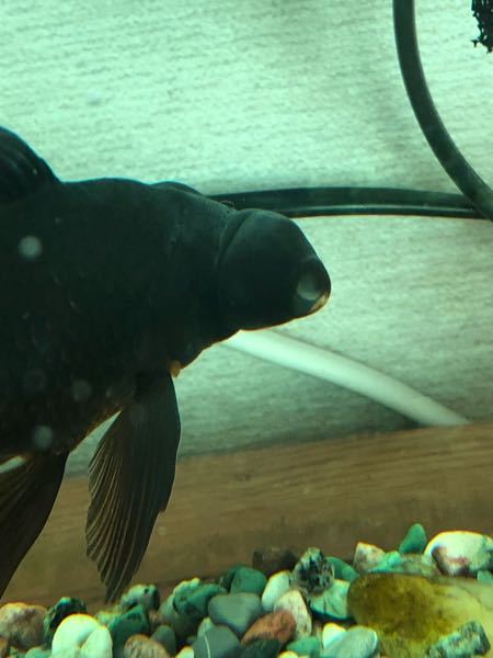 出目金の目の病気について 3年程前に金魚すくいですくった金 Yahoo 知恵袋