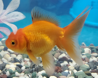 うちにいる金魚が背骨が曲がっていてずっと横たわっていました父 Yahoo 知恵袋