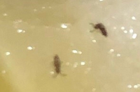 これってなんの虫ですか リンゴについてました 教えて 住まいの先生 Yahoo 不動産