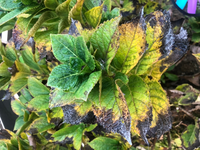 我が家の地植えの紫陽花です
葉の先が茶色く変色し根元の葉は枯れているものがあります
病気でしょうか？それとも水不足でしょうか？ 