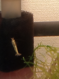 ミナミヌマエビの背中に白いラインがはいりましたこれは何ですか あ Yahoo 知恵袋