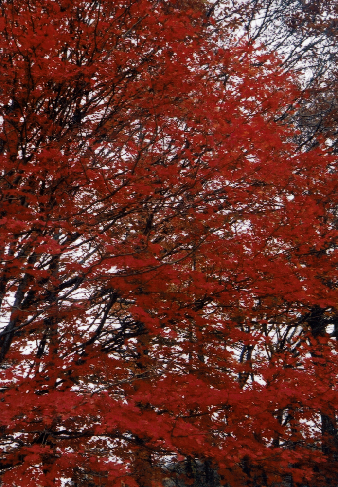 秋も終わりですねぇ。 お暇な方はご自分で撮られた「秋」の写真を貼ってください。