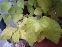 鉢植えして3年目のアラビアンジャスミンですが 今の季節でも葉の色が黄色っぽ Yahoo 知恵袋