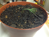 急募！黒松の栽培についてです。
「お芽でたおちょこ」というキットに入っていた種から発芽して2週間ほどしました。 説明書には、草丈が5cmくらいになったら、キットとして植えているおちょこから植え替えをする、と書いてあったので植え替えました。
すると二日ほど経って、急に黒松の芽がぐったりしてしまいました！
写真のように、へろへろで、生きてるのかどうかという状況です。
植え替えは根をいじる...