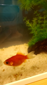 いつもお世話になっております ここしばらく 金魚は塩水浴をしたり薬浴をしたり Yahoo 知恵袋