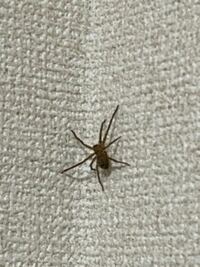 蜘蛛について質問です、この蜘蛛は家にいて大丈夫ですか？ 