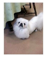 モモさんの飼っているこの犬の犬種は何ですか これはケアーンテリ Yahoo 知恵袋