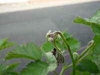ブラックベリーの新芽やつぼみが害虫の被害にあって困ってます つぼみが出揃い Yahoo 知恵袋