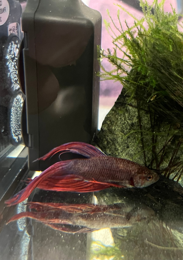 こんにちは 私はカワヨシノボリ オス2匹メス1匹 を飼っています 先日捕まえて Yahoo 知恵袋