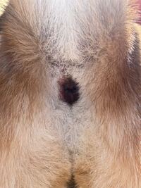 犬がおしり歩きをしているので確認するとこうもんが一部分赤くなって Yahoo 知恵袋