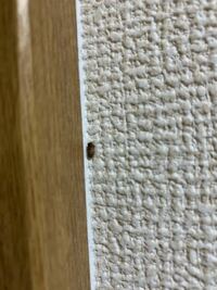 壁部屋の壁に張り付いていたのですがこれは何の虫ですか？ 