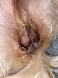 犬なのですが最近生理終わりに近ずいているんですが これってオリモノです Yahoo 知恵袋