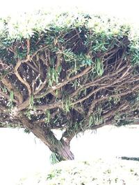 ヒバの木があるんですが 枝の下に写真のような植物が生えて来ています 放 Yahoo 知恵袋