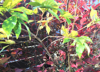ブルーベリーの木の葉なのですが、ほとんど紅葉しているのでふが一部緑が残っています。
何が原因でじょうか？ 
