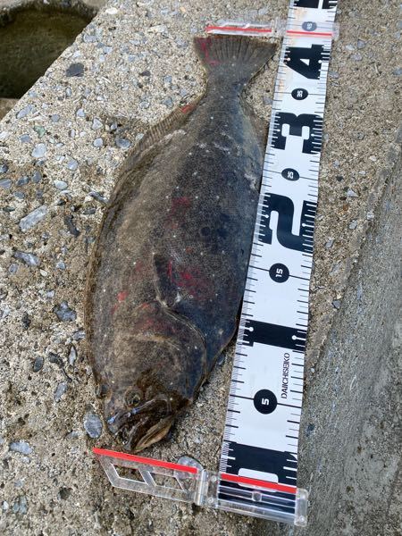 ヒラメと呼べるサイズですか ソゲ それともヒラメ それなら立派なヒラ Yahoo 知恵袋