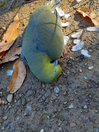 畑に来たら鳥が死んでいましたこの綺麗な色の鳥はなんですか Yahoo 知恵袋