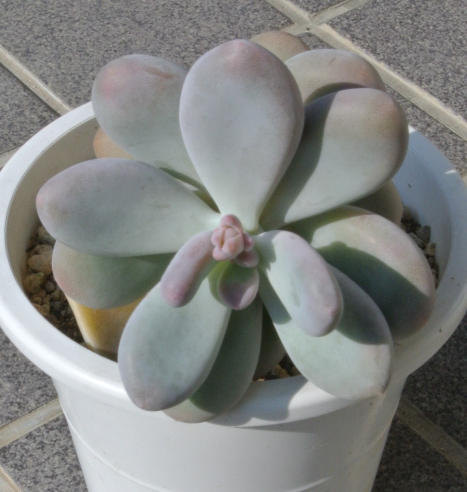 写真aの多肉植物の学名をご教示ください よろしくお願いします Yahoo 知恵袋