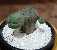 オベサ徒長 オベサが徒長してます まんまるのときが懐かしいです 笑 Yahoo 知恵袋