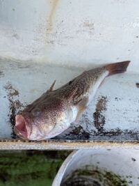 甘鯛釣りの外道で釣れたのですが この魚はなんという名前でしょうか Yahoo 知恵袋