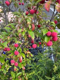 この赤い実は何の実でしょうか 近所でたまたま見つけたこの赤 Yahoo 知恵袋