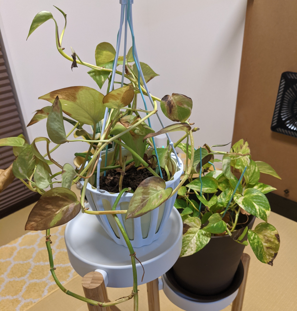 ポトスが枯れそうです かわいそうなことをしました 引っ越し Yahoo 知恵袋