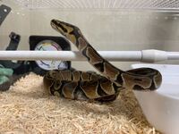 餌をあげてからボールパイソンをハンドリングしてはいけない理由は Yahoo 知恵袋