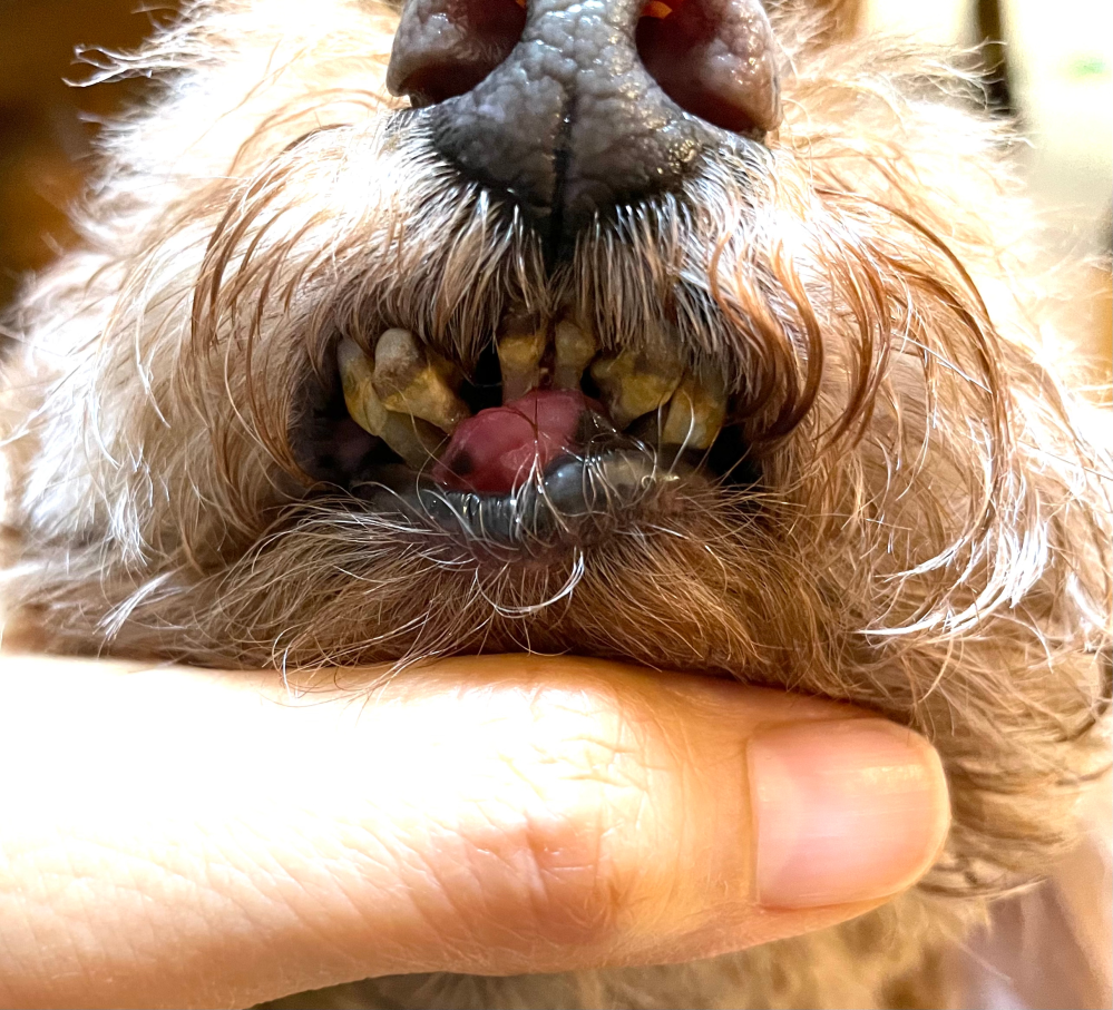 トイプードル11歳の写真です 親戚の犬なのですが、歯の状態があまり良く無さそうです。 歯茎が痩せているように見えるのですが、これは健康ではない状態？ どういう状態でしょうか？