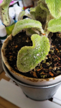 外に出してた多肉植物です すみません名前が分かりません こんな風 Yahoo 知恵袋