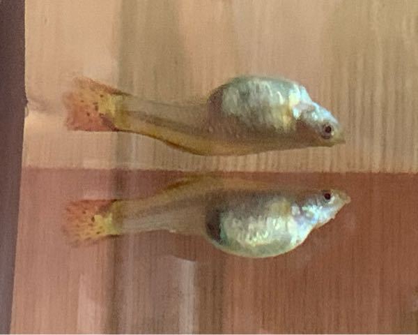 グッピーの雌が 妊娠か 腹水病かわかりません わかる方 教えてく Yahoo 知恵袋