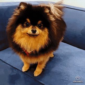 BTSテテが飼ってるヨンタン、 - 珍しい毛色ですか？茶色か真っ