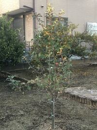 りんごの苗木(ふじ)をホームセンターで買ってきて畑に植えてから りんごの苗木(ふじ)をホームセンターで買ってきて畑に植えてから
