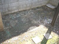 日当たりが悪くても育つ花を教えてください 家の南側に位置す Yahoo 知恵袋