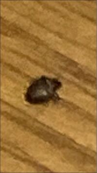 家にいてゴキブリの赤ちゃんかと思い速攻でぐちゃぐちゃに潰したんですがこれって赤ち 教えて 住まいの先生 Yahoo 不動産