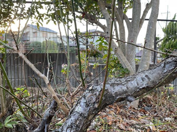 徒長枝について 真っ直ぐに生えた緑色の若い枝の事ですか 根 Yahoo 知恵袋