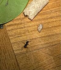 急ぎ この蟻は毒がありますか アリ 足が長い 働きアリくら Yahoo 知恵袋