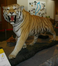 シベリアトラvsアフリカライオンが本気で戦ったらどちらが勝ちます Yahoo 知恵袋